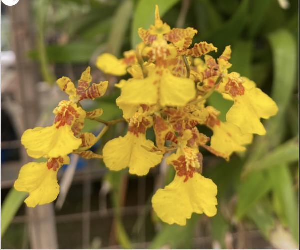OoN Oncidium Species (UnknownGK) Orchid Compact Spike Habit 80mm Pots