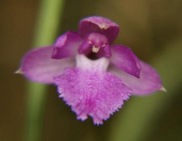 OoN Neolauchia Pulchella Species Orchid On Cork Mounts (M)
