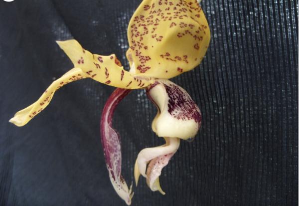 Platycerium bifurcatum Netherlands Elkhorn Fern