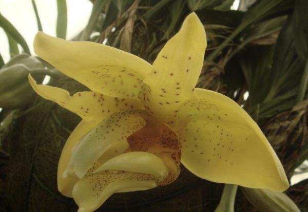OoN Stanhopea Graveolens Species Orchid (68mm Pot)