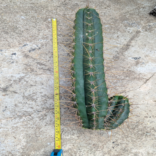 Cactus hybrid