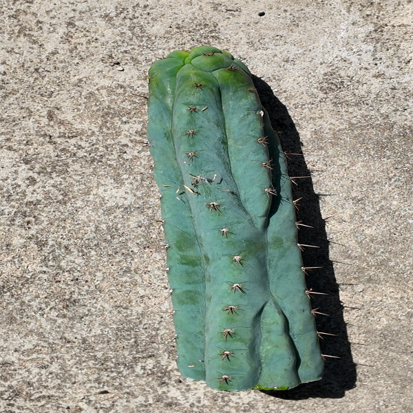 Sausage cactus