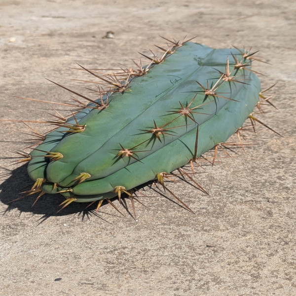 Sharxx Blue x Lumberjack cactus