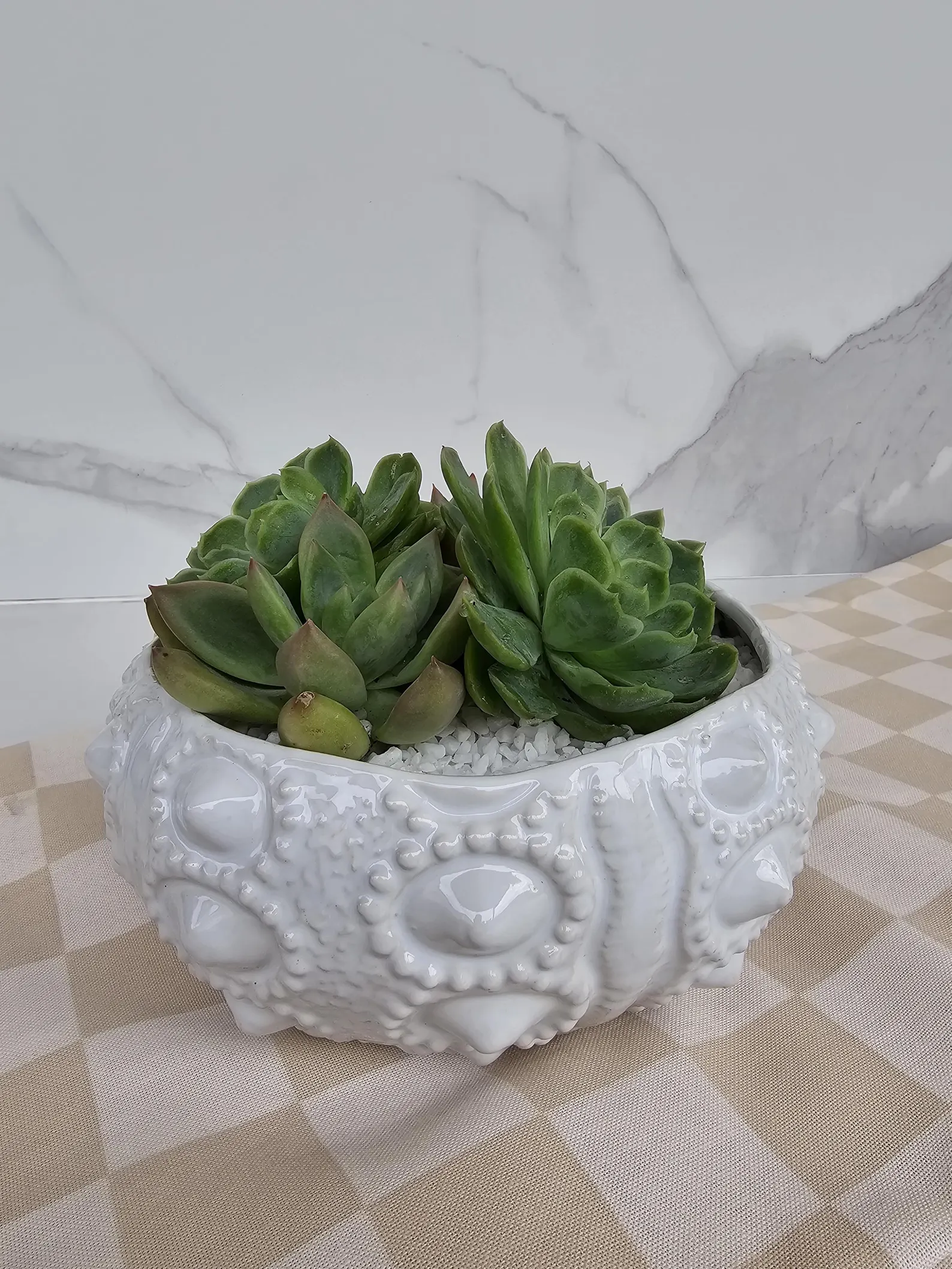 Coastal Succulent Arrangement Live Plant in White Ceramic Sea Urchin Pot
