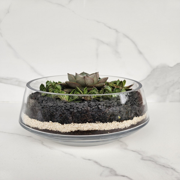 Live Succulent Terrarium Arrangement in Glass Bowl Modern Layered Unique Gift Coffee Table Centrepie