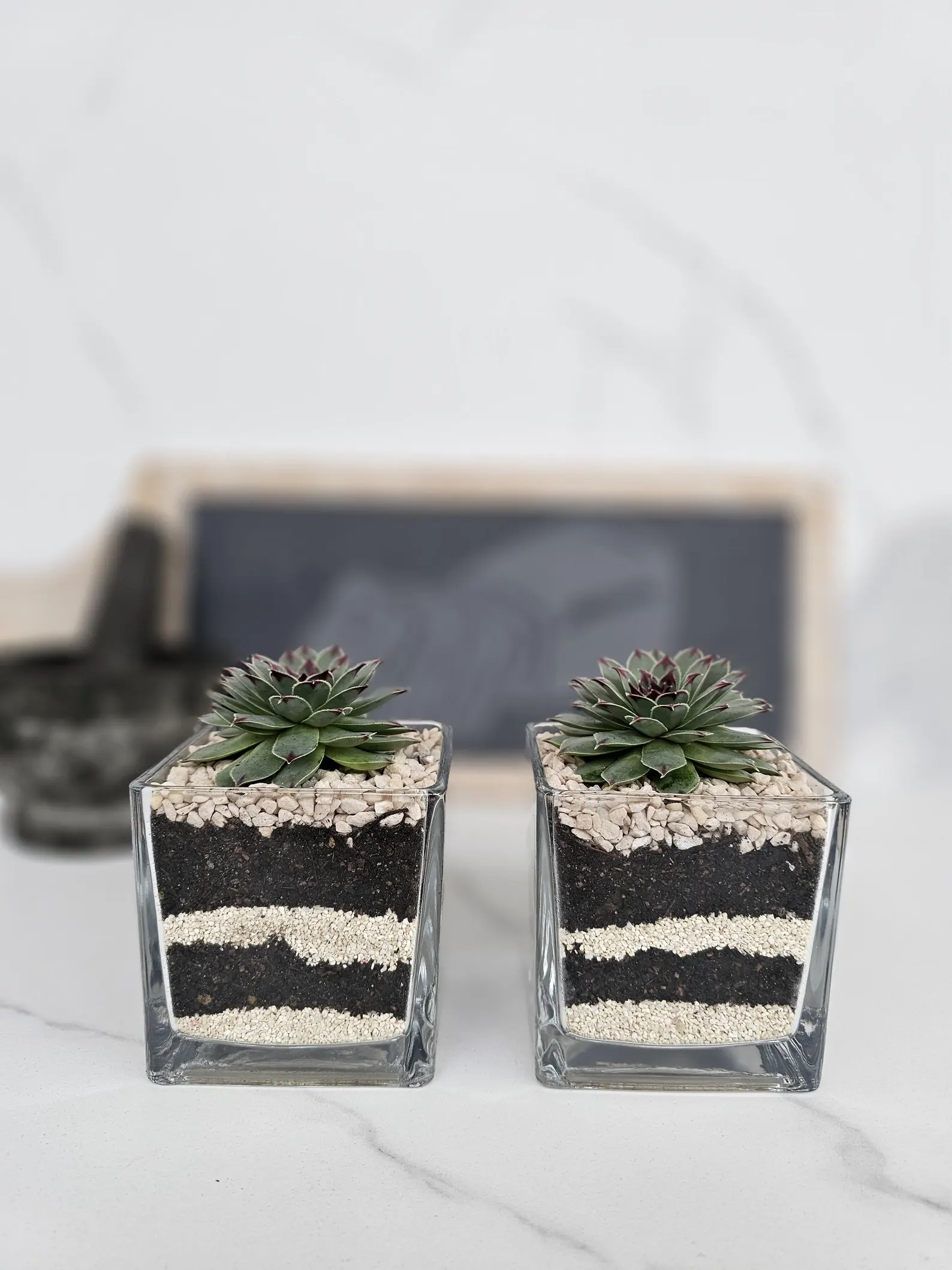 Live Sempervivum Succulent Arrangement Layered Glass Planter Minimalist Decor