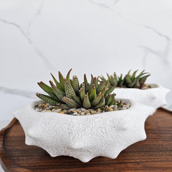 Handcrafted Textured Ceramic Planter with Haworthia Succulent Modern Minimalist Decor