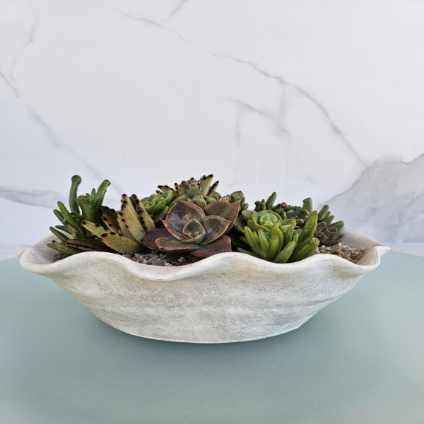 Coffee Table Decor Unique Housewarming Gift Organic Succulent Arrangement for Gifting