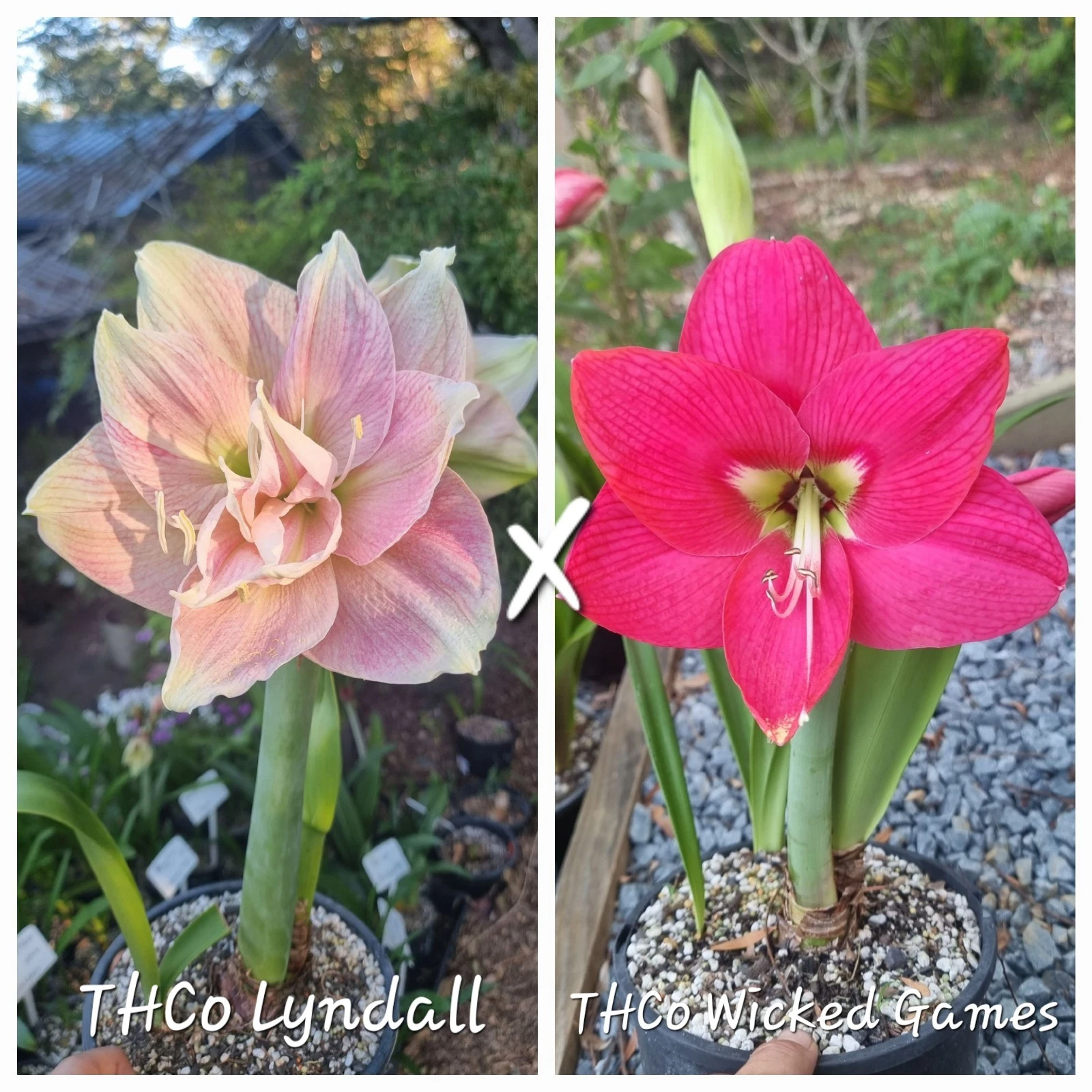 Hippeastrum Seedling 12 Month Old 'THCo Lyndall' x 'THCo Wicked Games' NEW