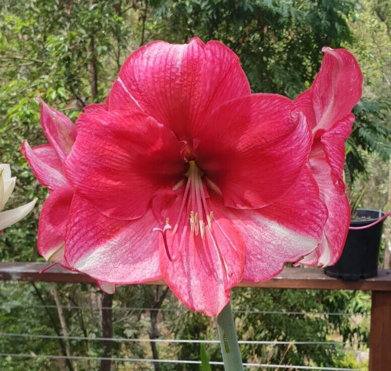 Hippeastrum 'THCo Mudgee Glory' 12- 18 Month Old Bulb