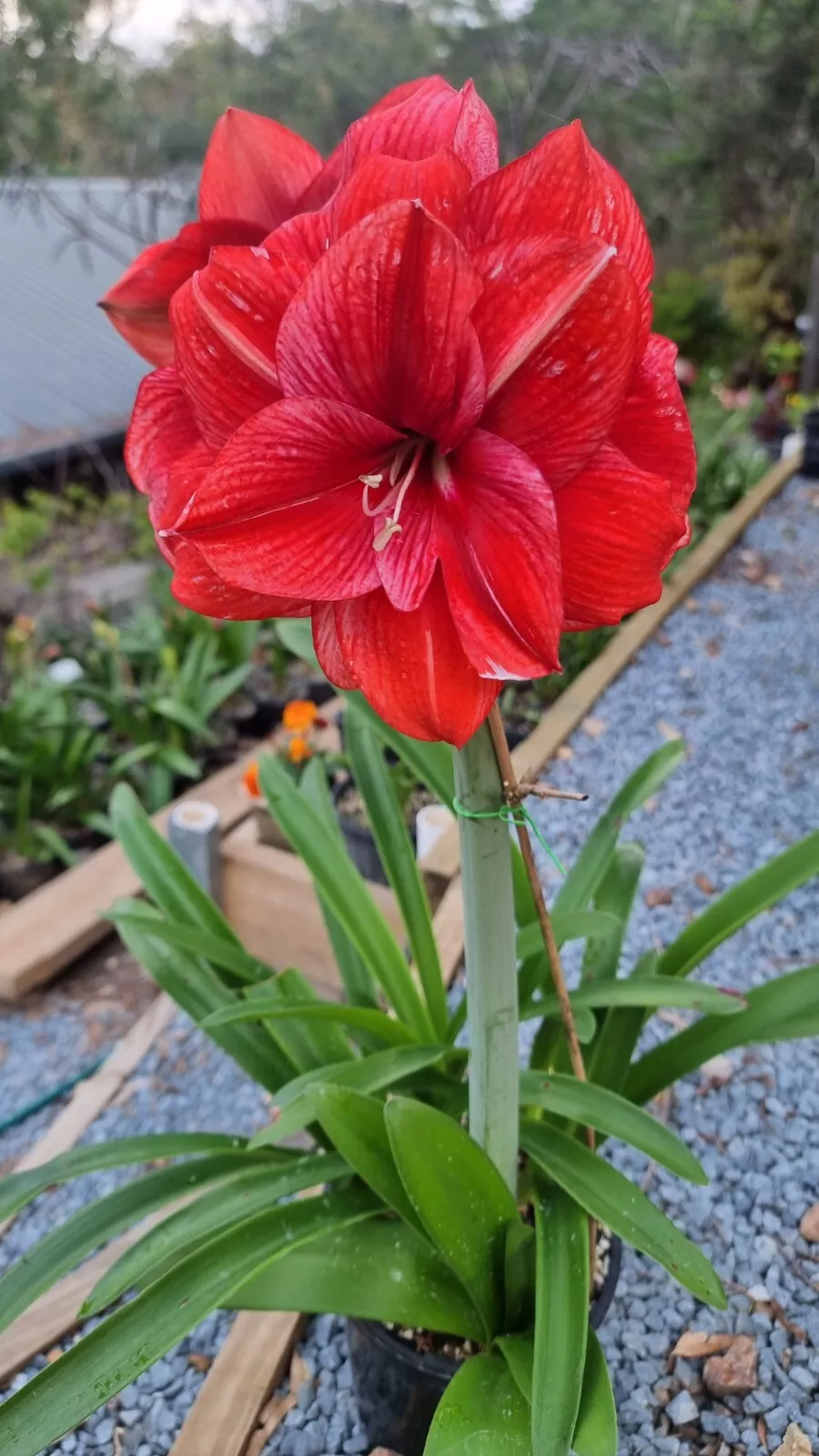 Double Hippeastrum 'THCo Mudgee Lightning' 12 - 18 Month Old Offset. Rare.