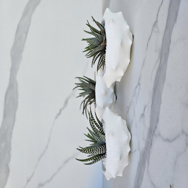 Platycerium bifurcatum Netherlands Elkhorn Fern