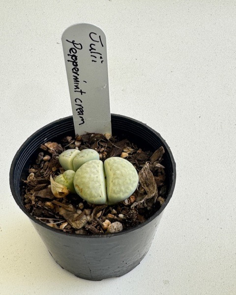 Lithops julii Pepermint Cream