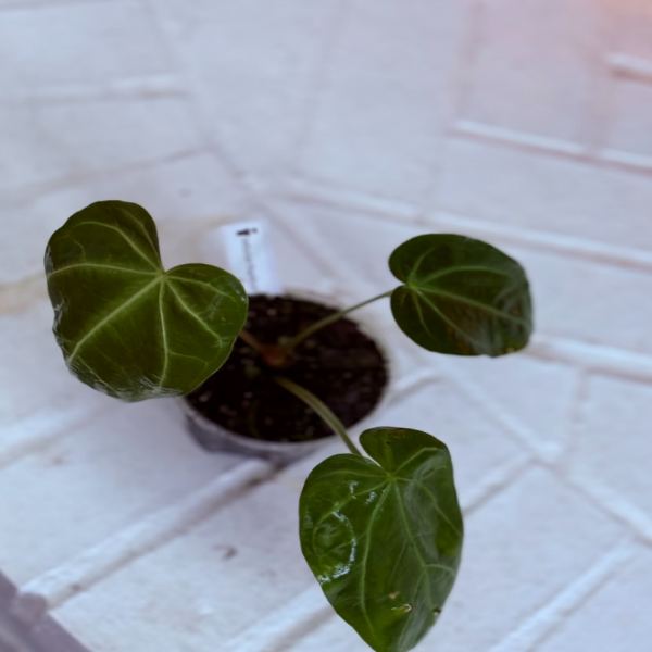 Anthurium Magnificum