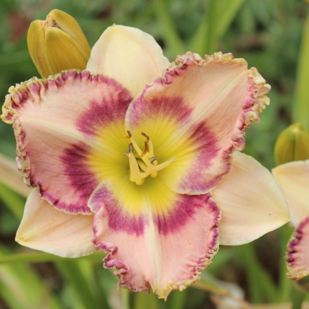 Daylily Hybrid    Blueberry Blow Pop x Mean Joe Green 'a'
