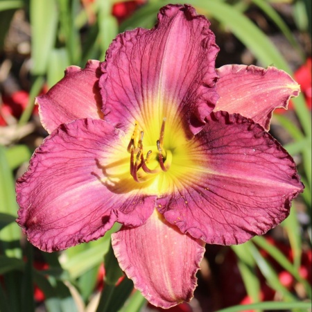 Daylily Hybrid Dr Van's Lily Merlot x Hedonist 'a'