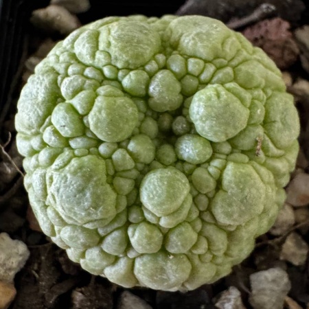 Pseudolithos migiurtinus 3 year old plant