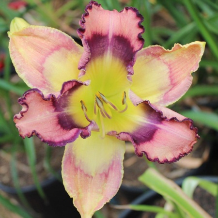 Daylily Hybrid    Big Boy Butterfly x Patterned for Success 'f'