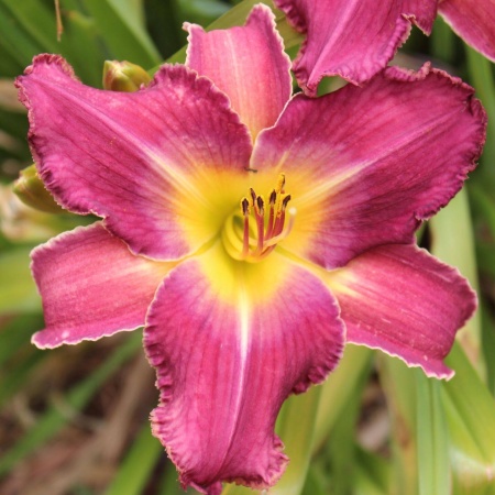 Daylily Hybrid Rose Palace x Apple Blossom 'a'