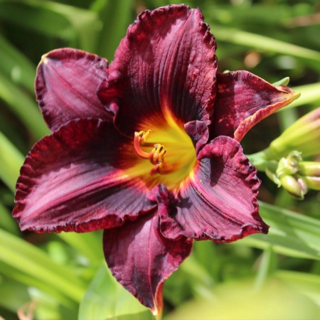 Daylily Hybrid   Coit Tower x Spacecoast Black Sensation 'a'