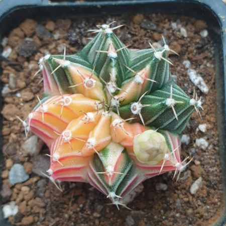 Cactus