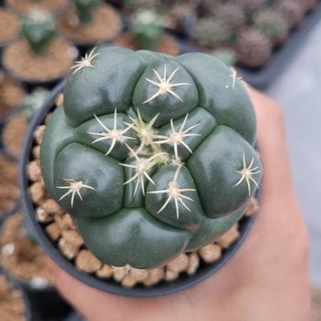 Cactus