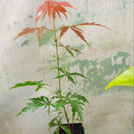 Acer palmatum atropurpureum