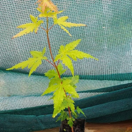 Japanese Maple seedling
