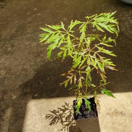 Japanese Maple seedling