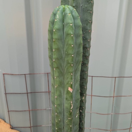 Dark green cactus
