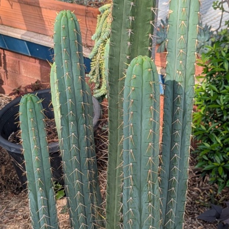 Peruvian cactus