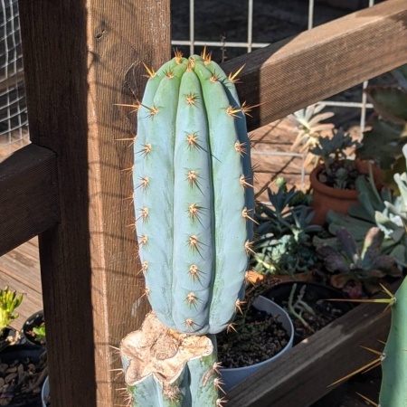 Blue Cactus 