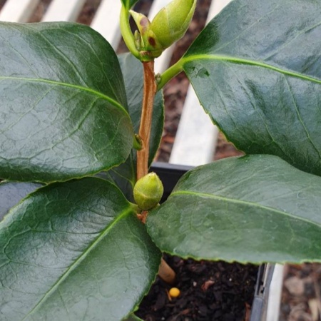 Camellia japonica 