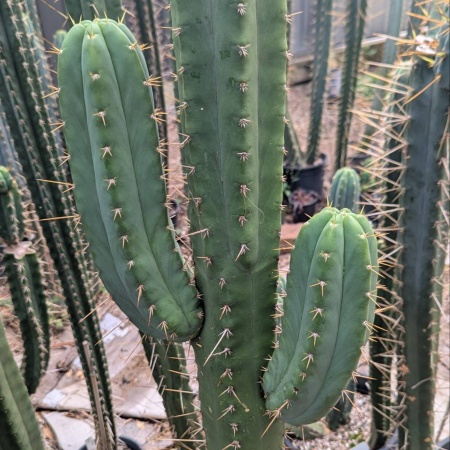 Green juicy cactus