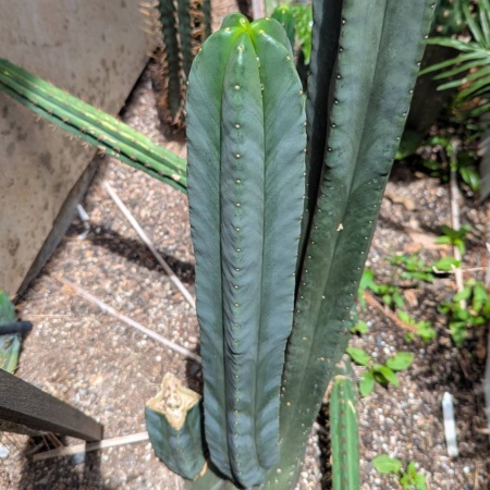 Scopulicola