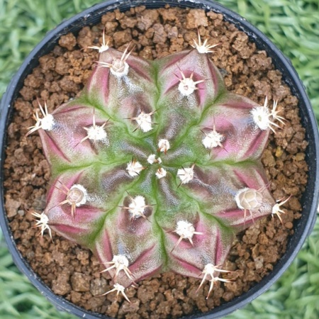 Cactus