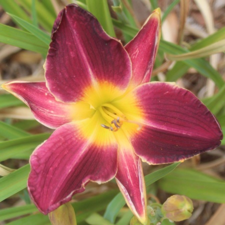 Daylily Hybrid   Kurt Remembered x Lydia's Regal Robe 'd'