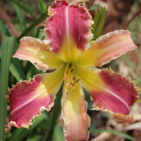 Daylily Hybrid  (Piranha x Voracious Vixen) x Buddy's Pinkie 'a'