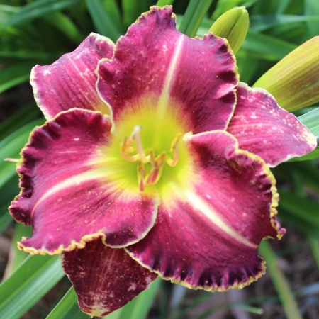 Daylily Hybrid Molten Clouds x Twilight Ballad 'a'