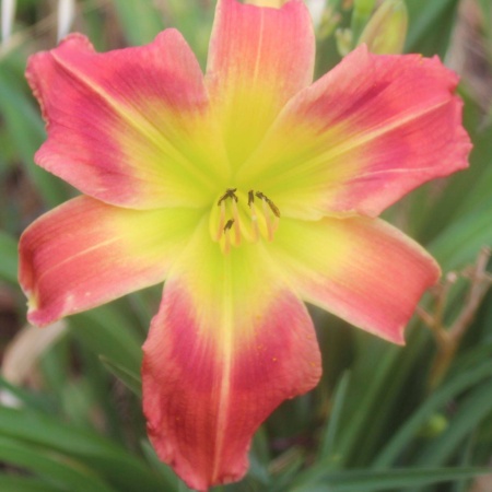 Daylily Hybrid Pixie Dragon x Search for Green Pastures 'b'