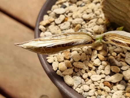 Whitesloanea crassa (10 seeds)