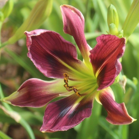 Daylily Hybrid Pattern Evolution x Unknown