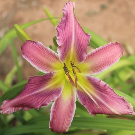 Daylily Hybrid Strawberry Lemonade x Blue Dolphin