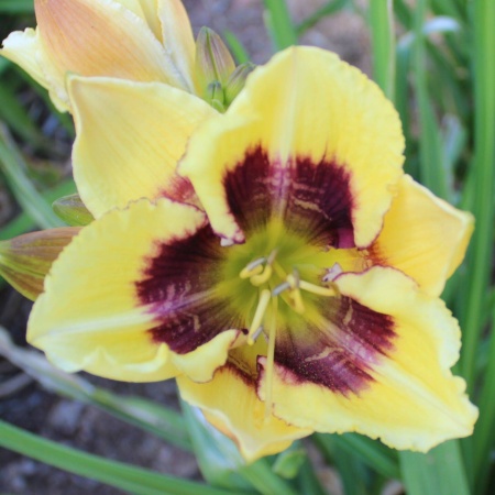 Daylily Hybrid Wild Dreams x If I Ran the Circus 