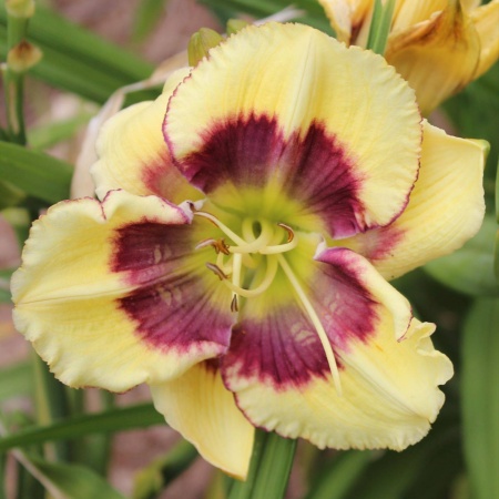 Daylily Hybrid Wild Dreams x If I Ran the Circus 