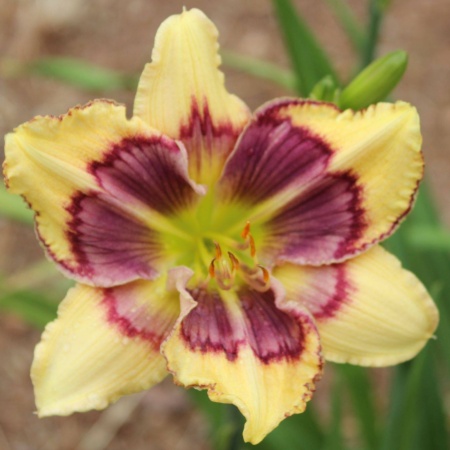 Daylily Hybrid Wild Dreams x If I Ran the Circus 