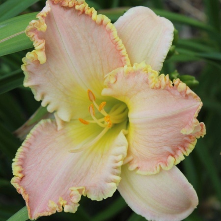 Daylily Hybrid Love at First Bite x Hungry Hungry Hippo 