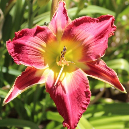 Daylily Hybrid Chicago Girls x Stolen Hearts