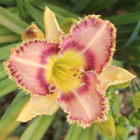 Daylily Hybrid 50 Shades of Brown x Unknown