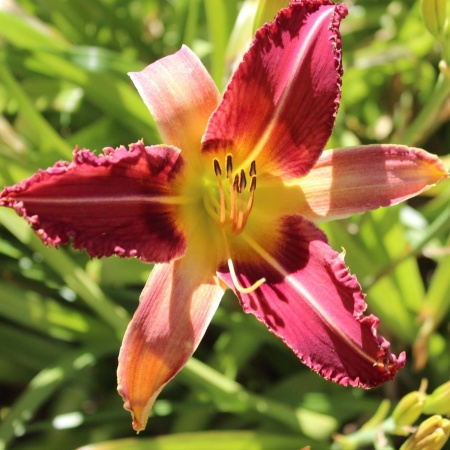 Daylily Hybrid Cactus Blossom x Spacecoast Chomp!Chomp!